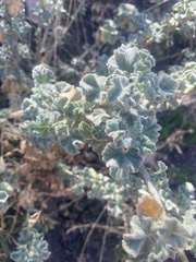 Malacothamnus orbiculatus