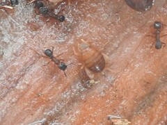 Myrmecophilus pergandei