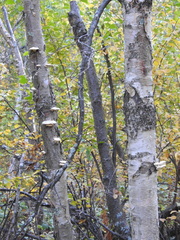 Trametes suaveolens