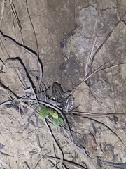 Lithobates sphenocephalus
