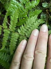 Polystichum braunii