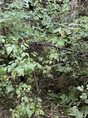 Polystichum braunii image