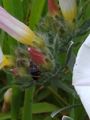 Ellipsidion australe