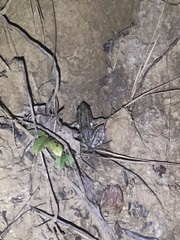 Lithobates sphenocephalus