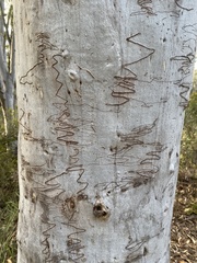 Eucalyptus rossii
