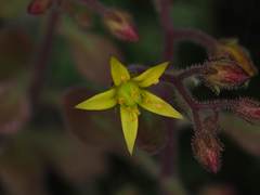Sedum stellariifolium