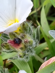 Ellipsidion australe