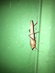 Neoconocephalus triops