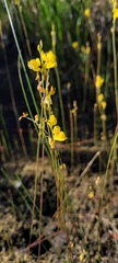 Utricularia