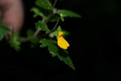 Calceolaria mexicana