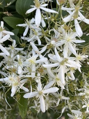 Clematis flammula