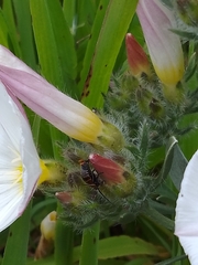 Ellipsidion australe