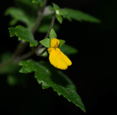 Calceolaria mexicana
