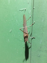 Neoconocephalus triops
