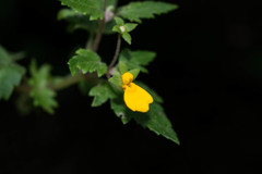 Calceolaria mexicana