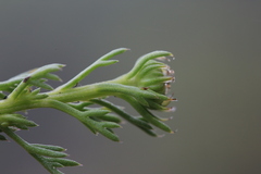 Chrysanthemum maximowiczii