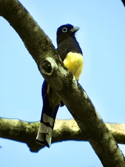 Trogon melanocephalus