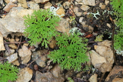 Chrysanthemum maximowiczii