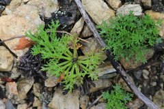 Chrysanthemum maximowiczii