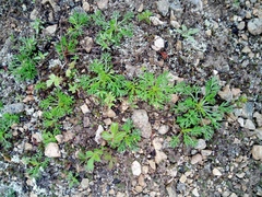 Chrysanthemum maximowiczii