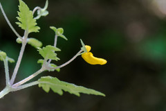 Calceolaria mexicana