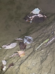 Lithobates sphenocephalus