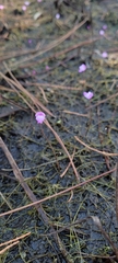 Utricularia purpurea