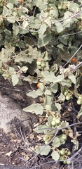 Solanum tomentosum