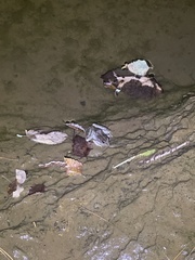 Lithobates sphenocephalus