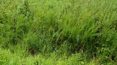 Rhexia mariana mariana