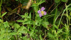 Rhexia mariana mariana