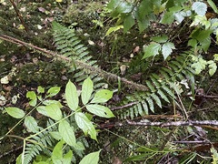 Polystichum braunii