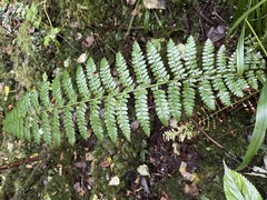 Polystichum braunii