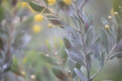 Acacia melleodora