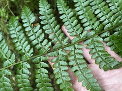 Polystichum braunii