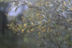 Acacia melleodora