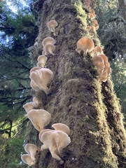 Pleurotus pulmonarius