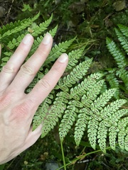 Polystichum braunii