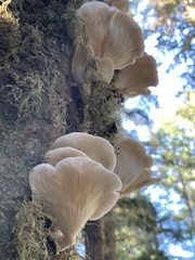 Pleurotus pulmonarius