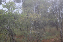 Acacia melleodora