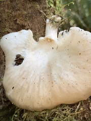 Pleurotus pulmonarius