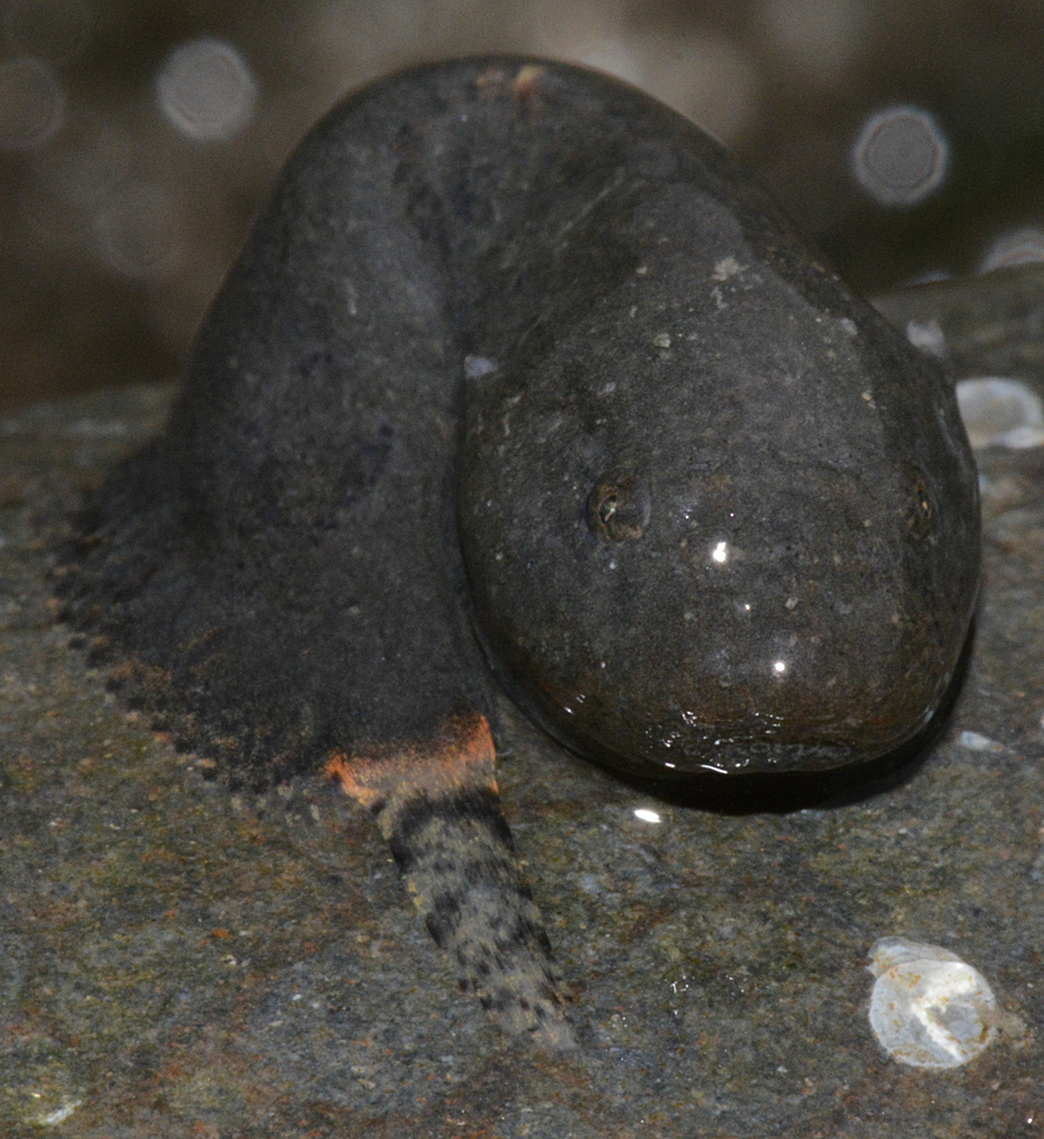 Ringtail Snailfish