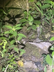 Lithobates sphenocephalus