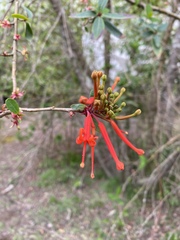 Embothrium coccineum