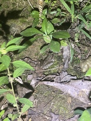 Lithobates sphenocephalus