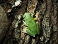 Hyla chinensis