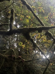 Pseudisothecium stoloniferum