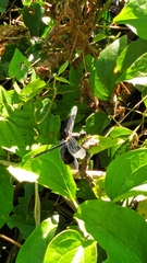 Erythrodiplax funerea