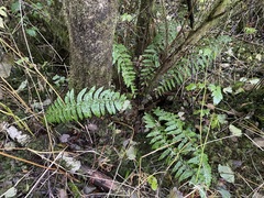 Polystichum braunii