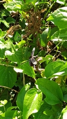 Erythrodiplax funerea